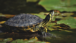 Load image into Gallery viewer, Baby Assorted Turtle
