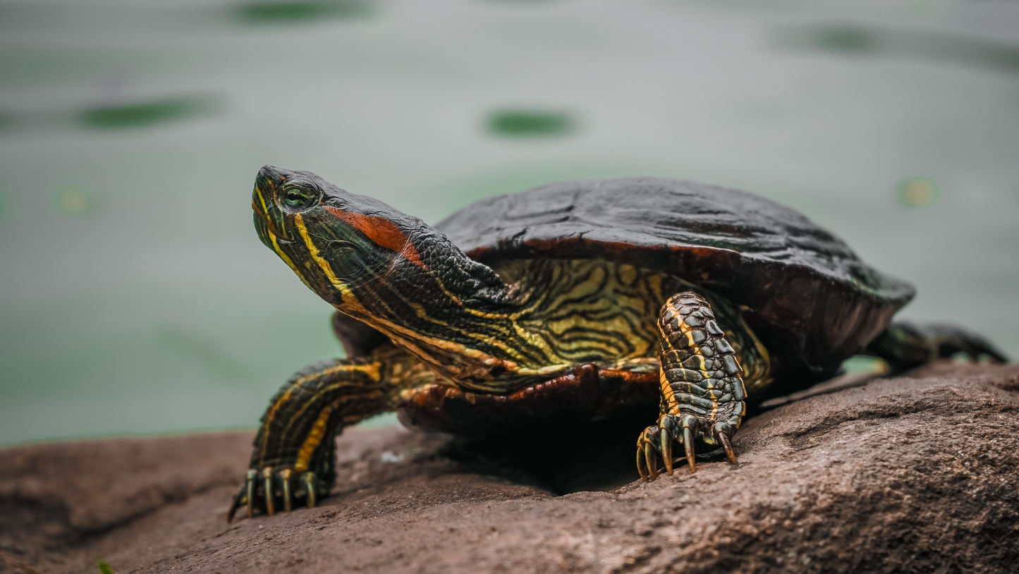 Baby Assorted Turtle