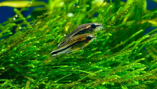 Pygmy Corydoras Catfish