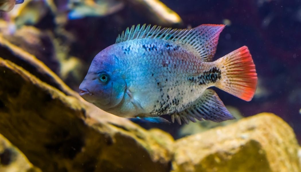 Black Belt Cichlid