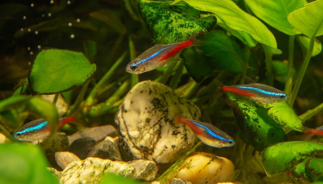 Neon Tetra Fish 