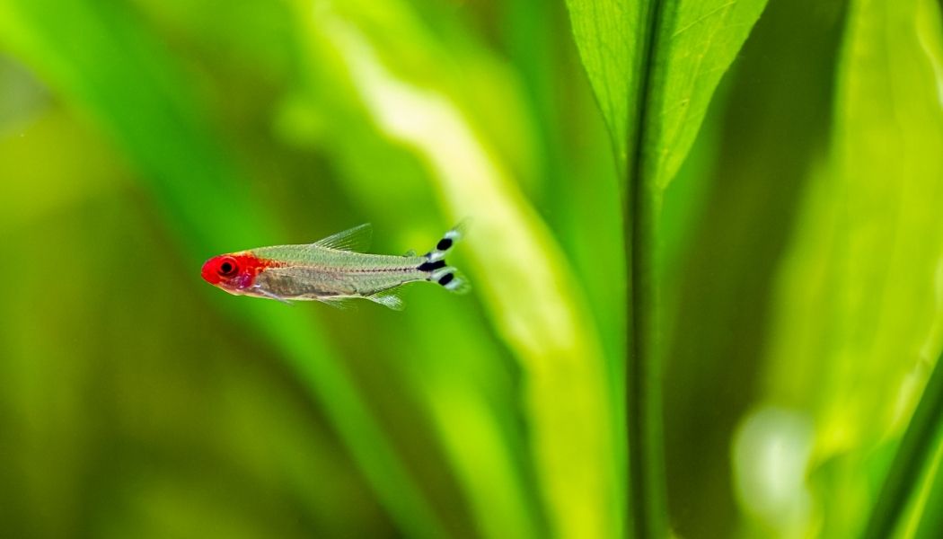 Rummynose Tetra