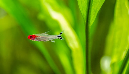 Rummynose Tetra