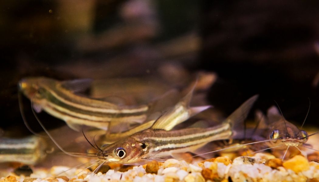 Four Line Pictus Catfish