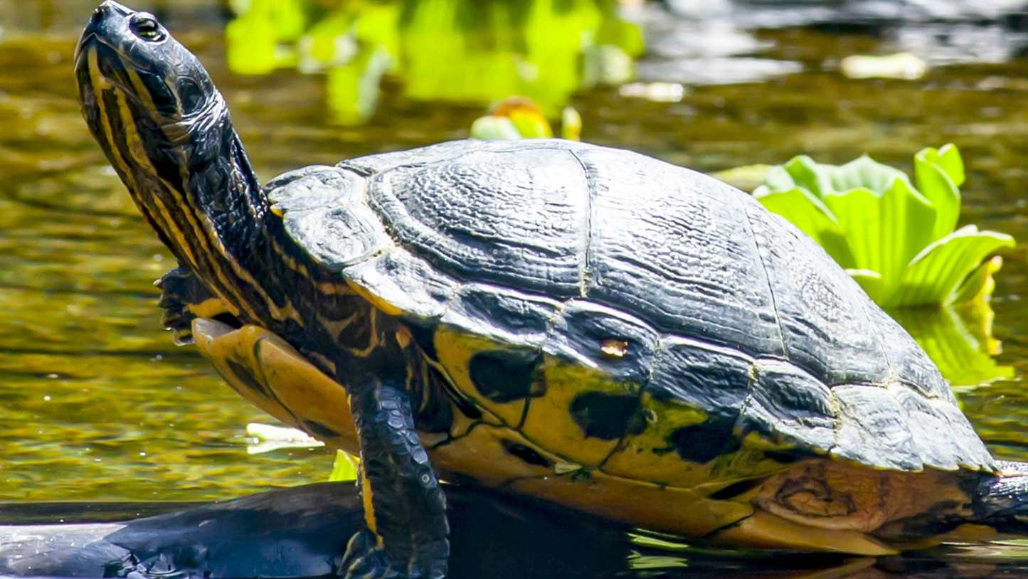 Baby Assorted Turtle