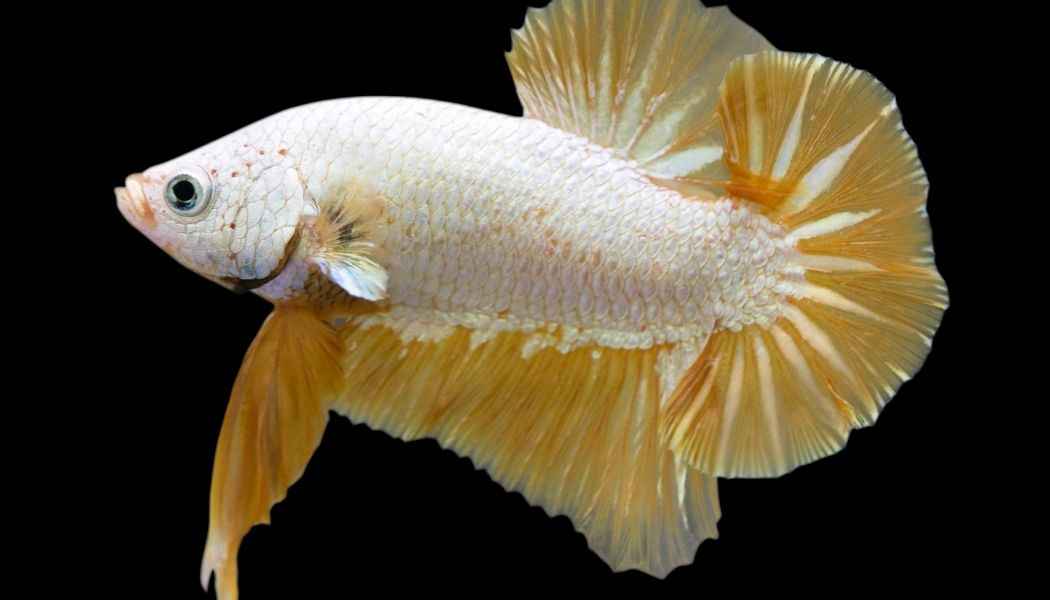 Plakat Gold Dragon Male Betta