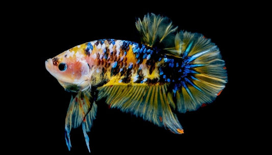 Plakat Galaxy Koi Male Betta Fish