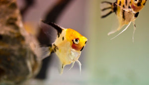 Gold Marble Angelfish