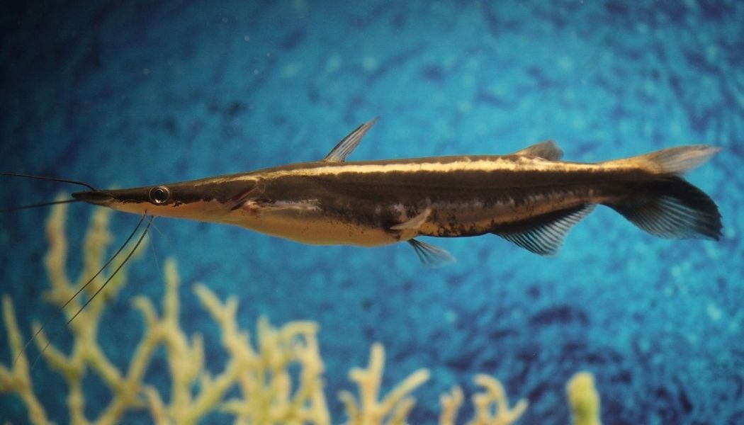 Shovelnose Catfish