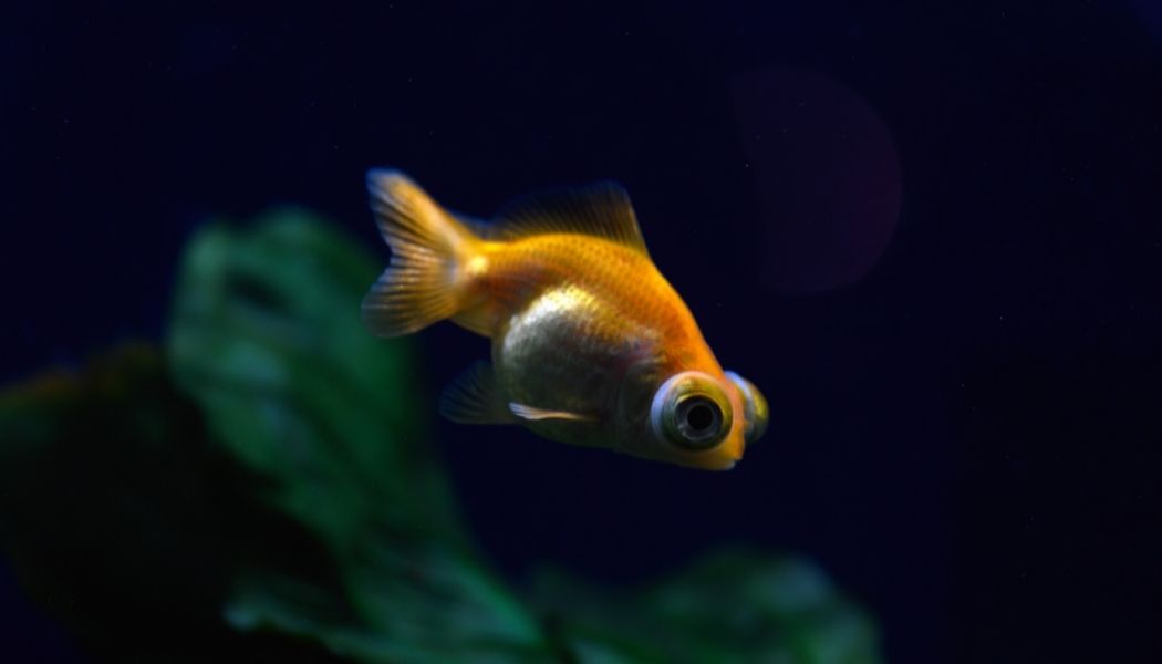 Gold Telescope Small Goldfish