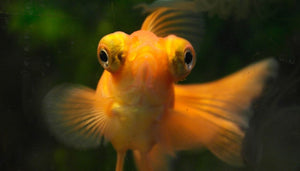 Assorted Telescope Goldfish