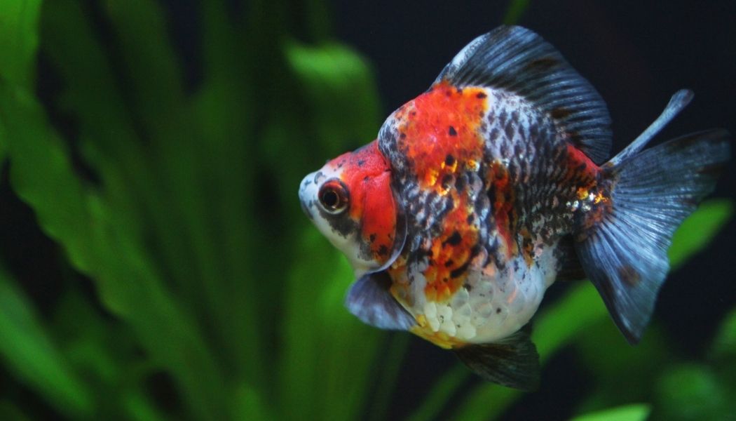 Calico Ryukin Goldfish