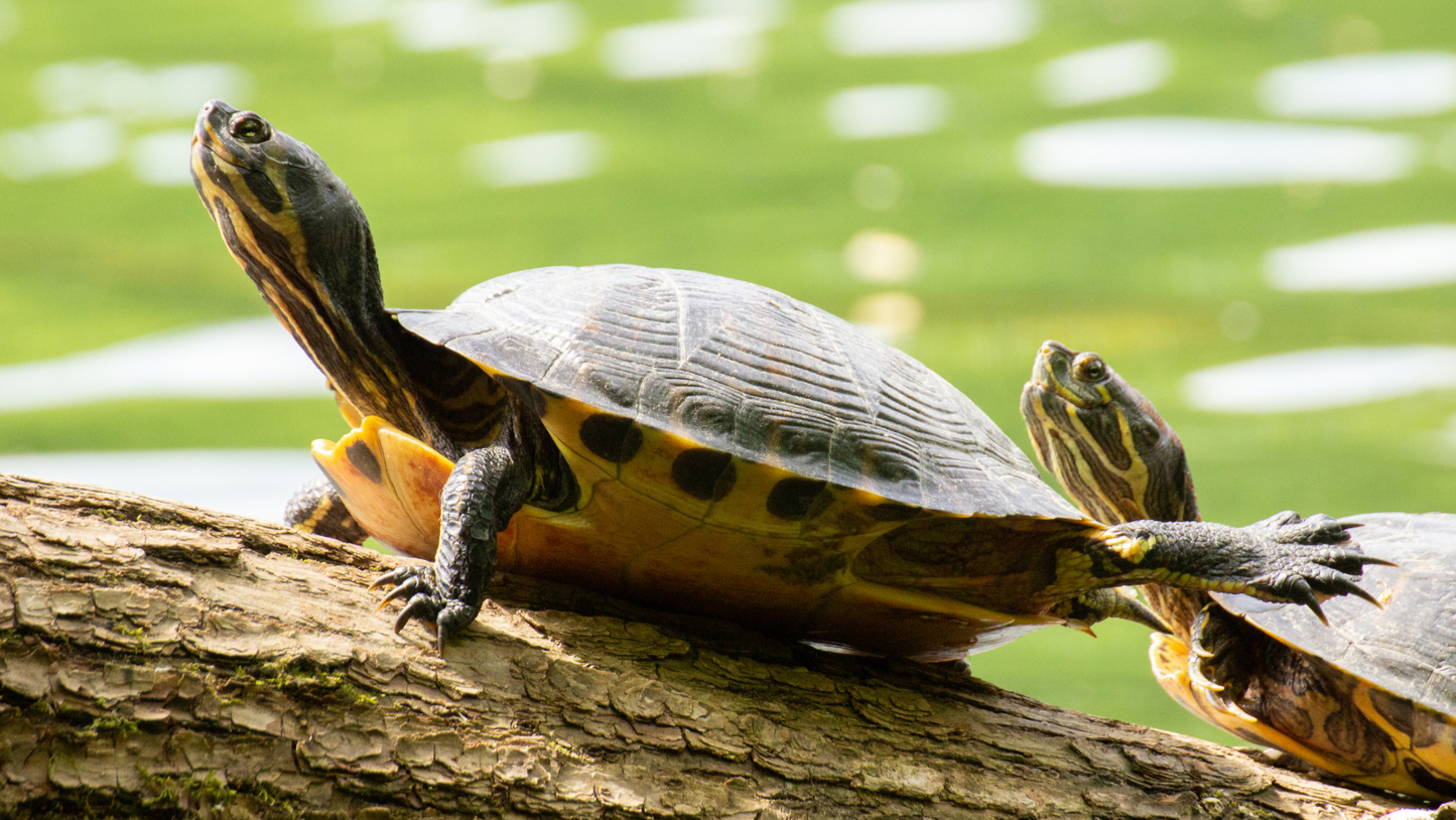 Baby Assorted Turtle