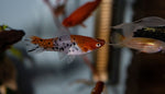Load image into Gallery viewer, Assorted Swordtail
