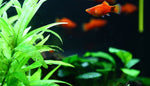 Load image into Gallery viewer, Assorted Platy
