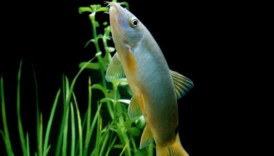 Yellow Tail Botia