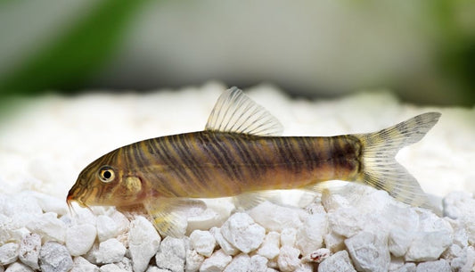 Zebra Loach