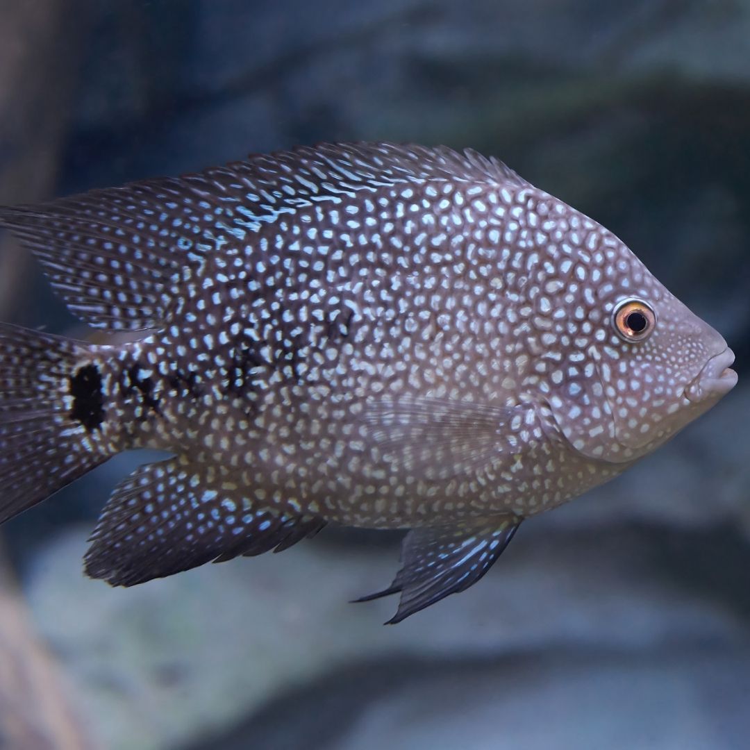 Texas Cichlid