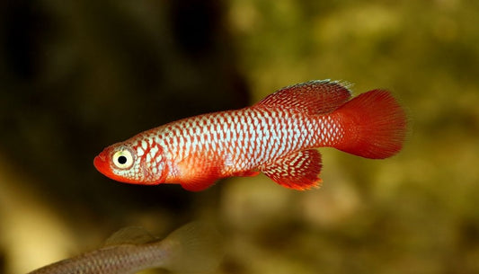 Kisaki Killifish Pair