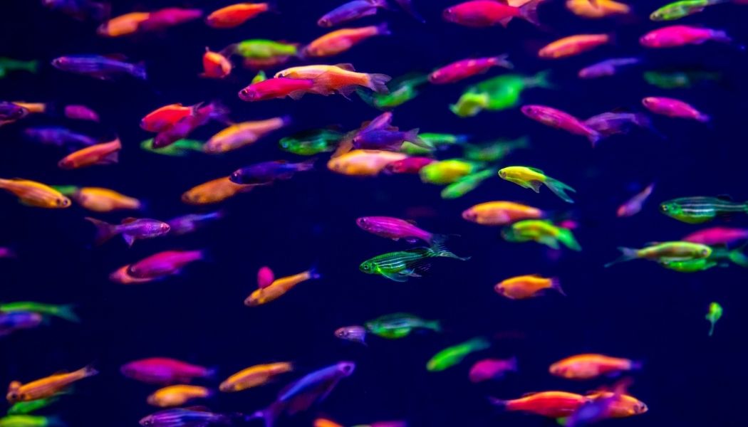 Glofish Danio