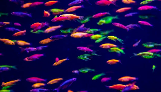 Glofish Danio