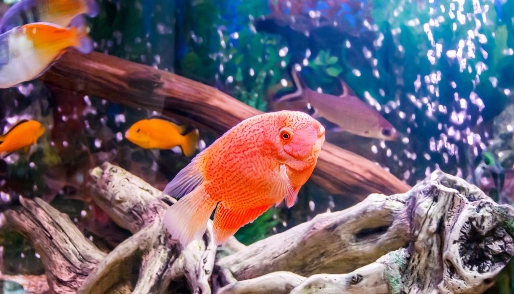 Super Red Severum Cichlid Juvenile