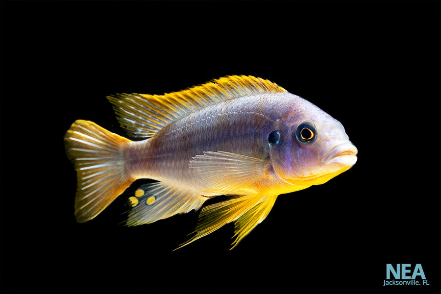 african cichlid