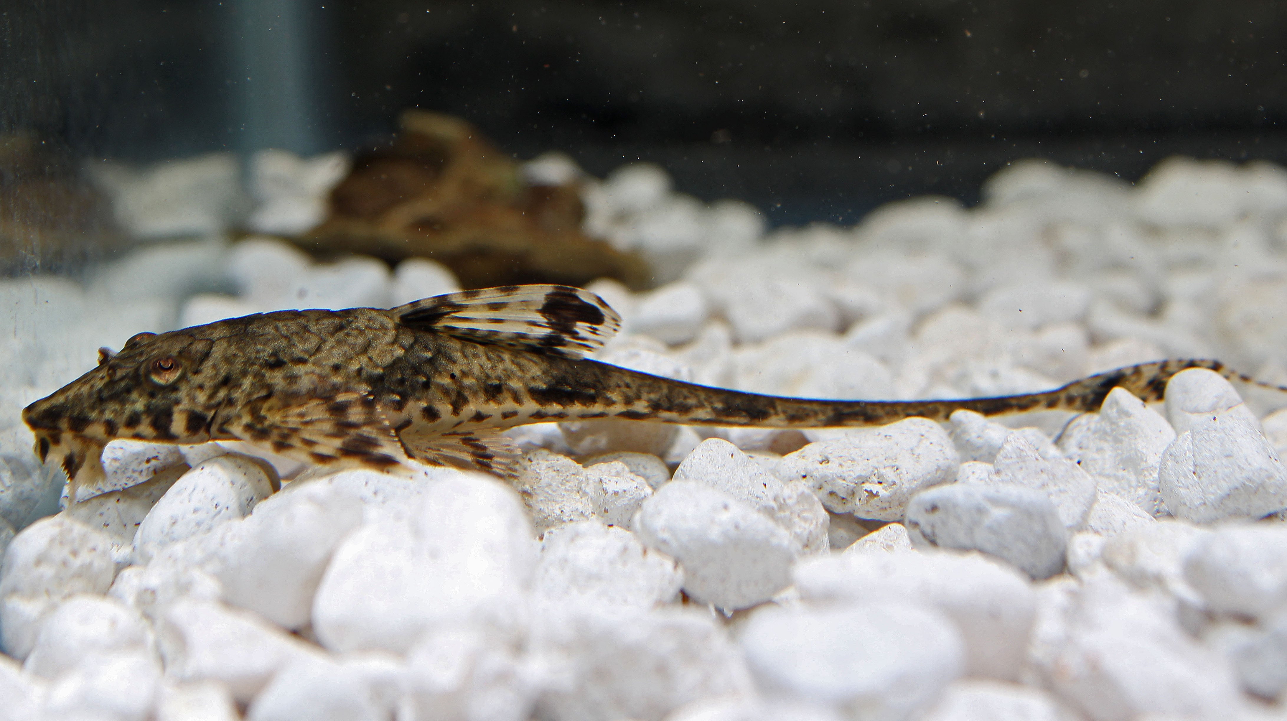 Loricaria Whiptail Cat