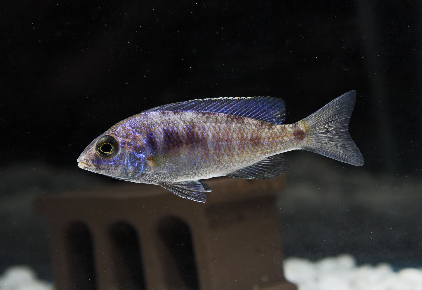 Mdoka White Lip Cichlid