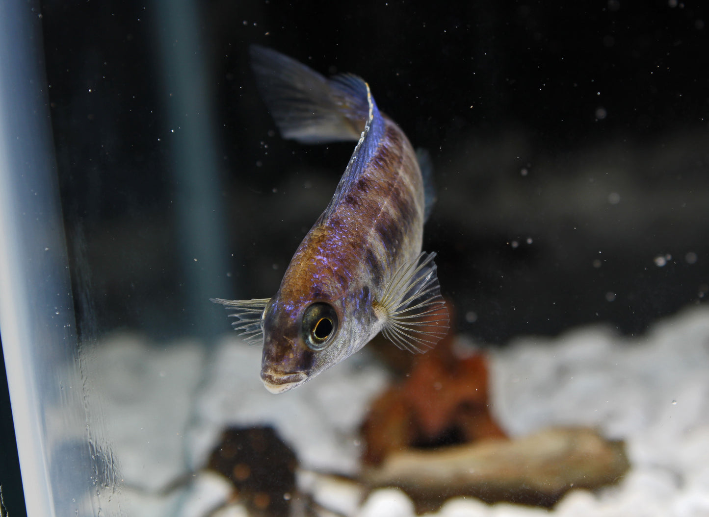 Mdoka White Lip Cichlid