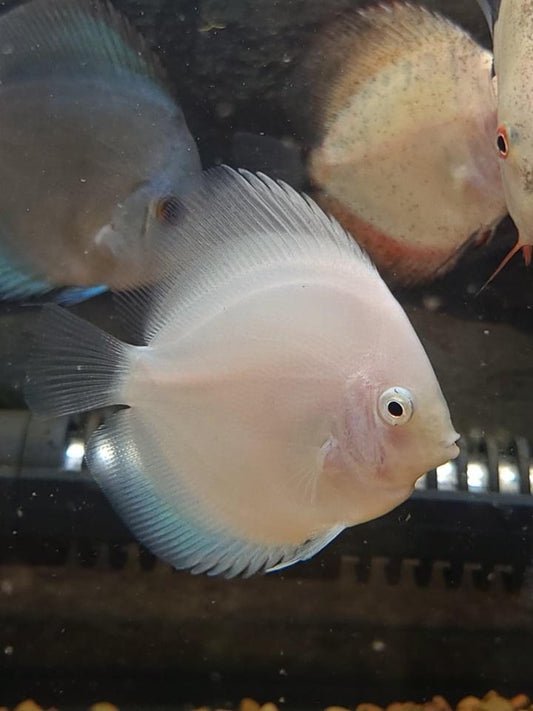 Three discus fish swimming in an aquarium, with varying colors and patterns, primarily white and blue.