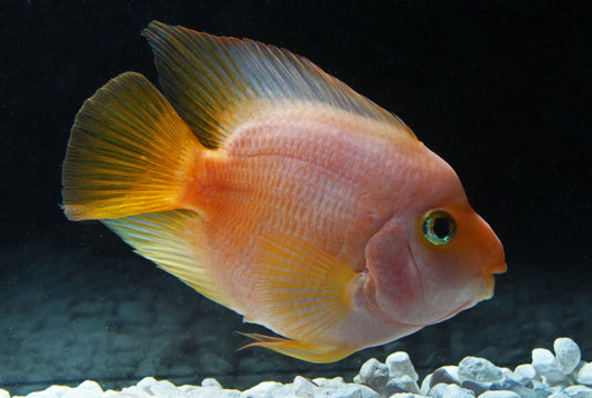 Yellow Ingot Parrot Cichlid