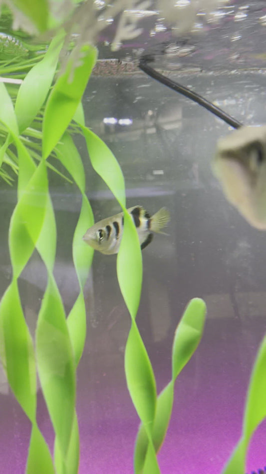 Archerfish