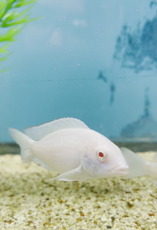 Albino Moori Cichlid