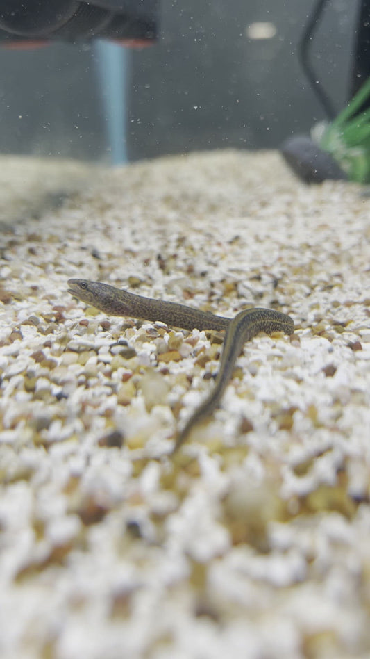 Marble Atinga Eel