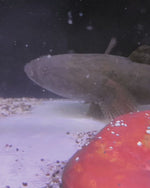 Load and play video in Gallery viewer, Water Cow Goby Small
