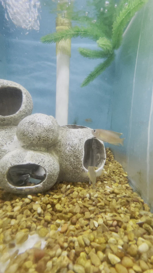 Gold Ocellatus Cichlid