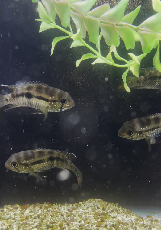 Andinoacara Coeruleopunctatus F1 Cichlid