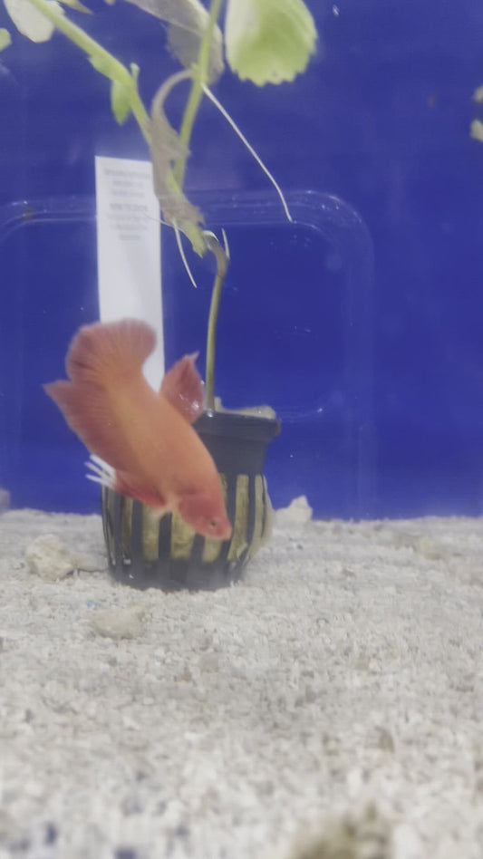 Plakat Super Orange Male Betta Fish