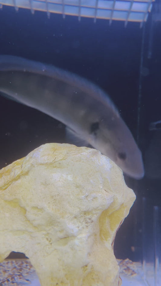 Freckle Face Pike Cichlid