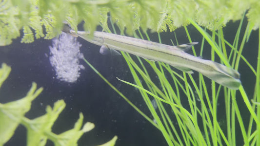 Striped South American Gar