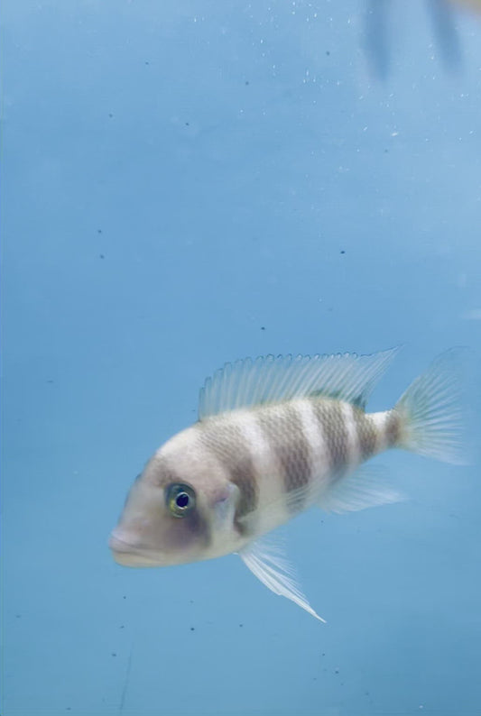 Blue Moba Frontosa Cichlid