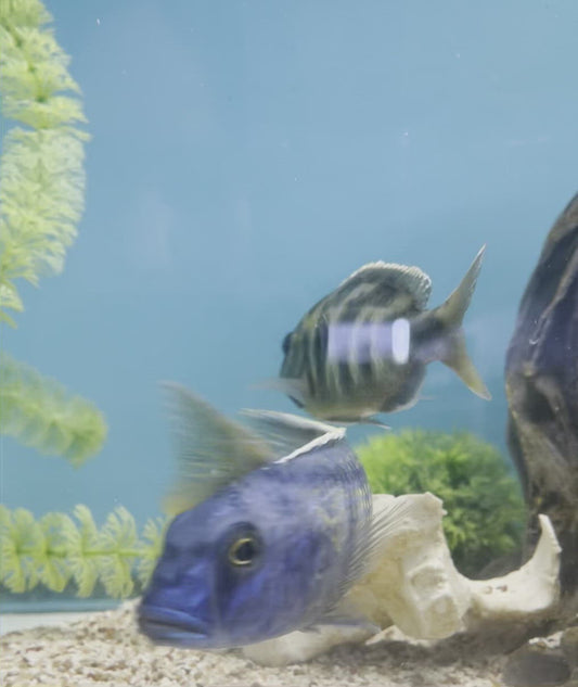 african cichlid