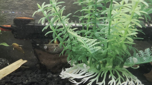 Laos Pygmy Multi Stripe Loach