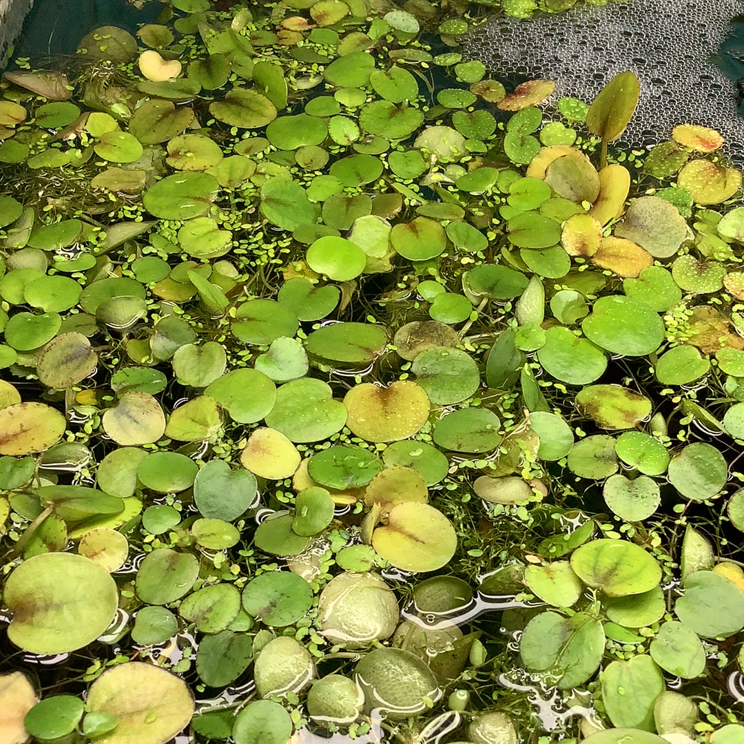 Frogbit