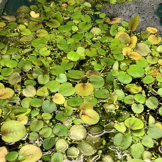 Frogbit