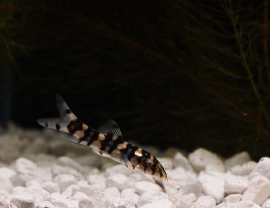 Loach