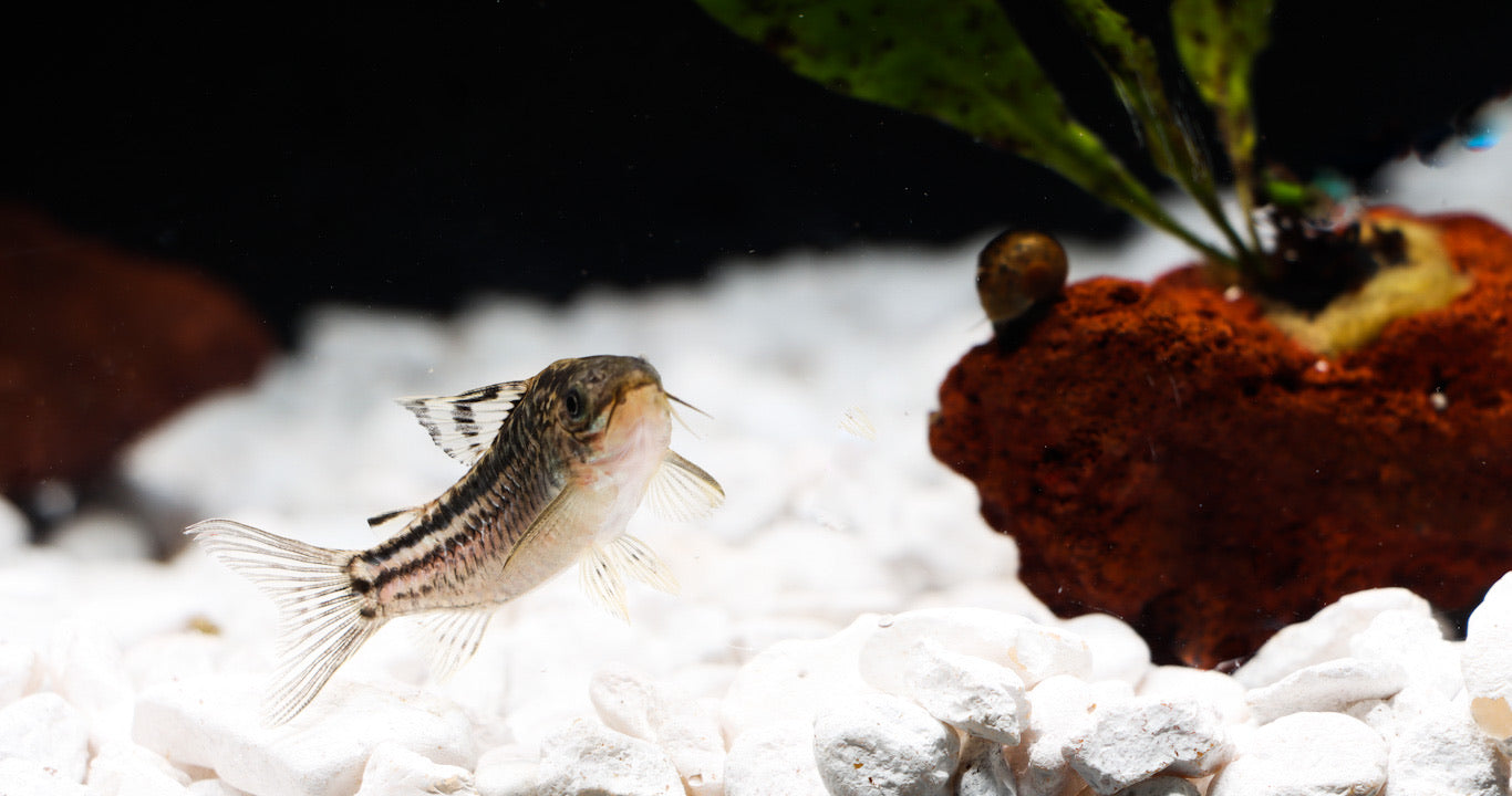 Elegant Corydoras Catfish