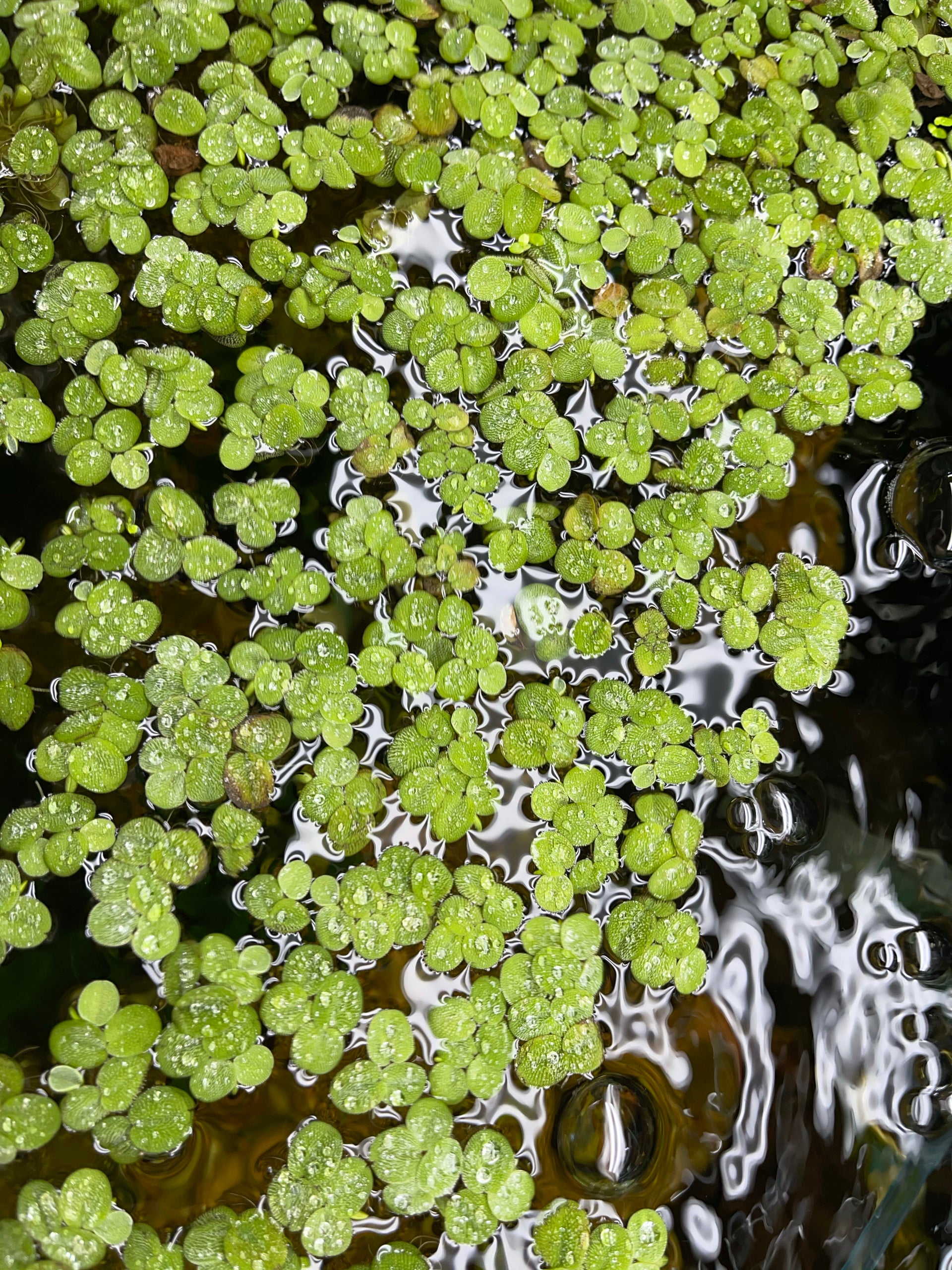 salvinia plant Salvinia – Natural Environment Aquatix