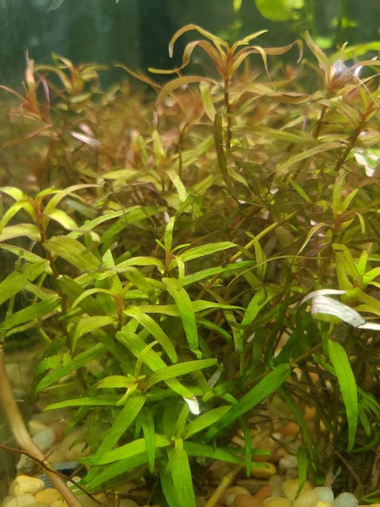 Rotala Magenta